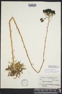 Polygala cymosa image