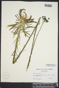 Polygala cymosa image