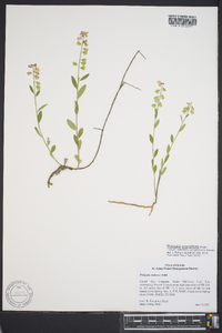 Polygala grandiflora image