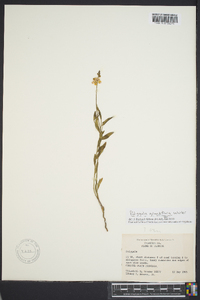 Asemeia grandiflora image