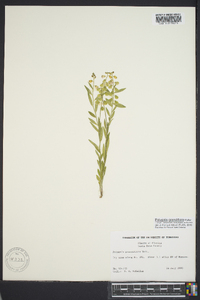 Asemeia grandiflora image