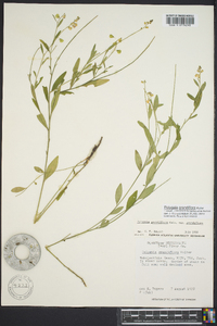 Asemeia grandiflora image