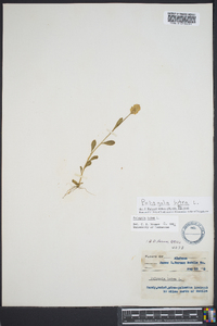 Polygala lutea image