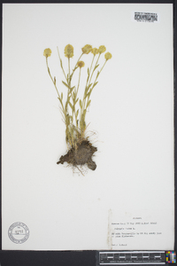 Polygala lutea image