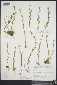 Polygala lutea image