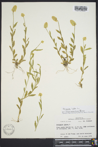 Polygala lutea image