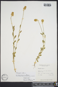 Polygala lutea image