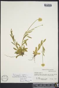 Polygala lutea image