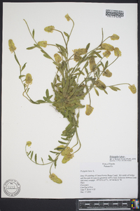 Polygala lutea image