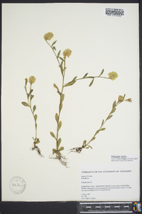 Polygala lutea image