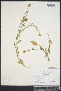 Polygala lutea image