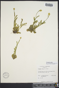 Polygala lutea image