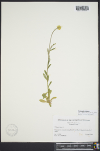 Polygala lutea image