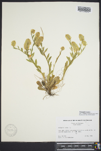 Polygala lutea image