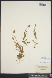 Polygala lutea image