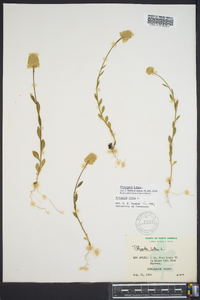 Polygala lutea image