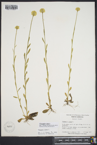 Polygala lutea image