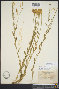 Polygala lutea image