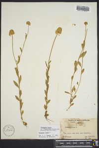 Polygala lutea image