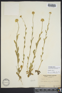 Polygala lutea image