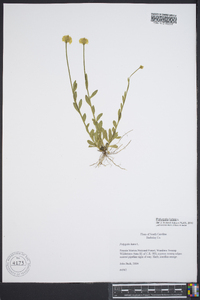Polygala lutea image