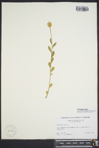 Polygala lutea image