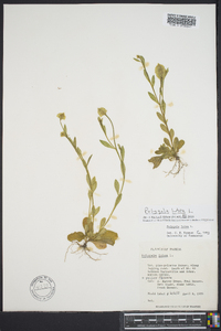 Polygala lutea image