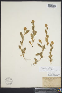 Polygala lutea image