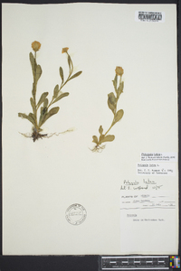 Polygala lutea image