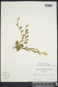 Polygala lutea image