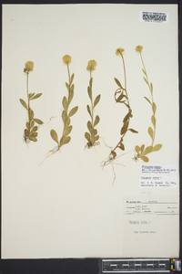 Polygala lutea image
