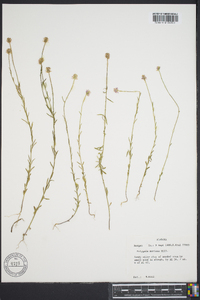 Polygala mariana image