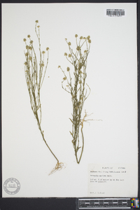 Polygala mariana image