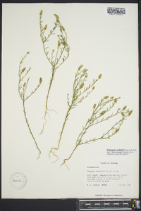 Polygala nuttallii image