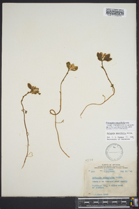 Polygala pauciflora image