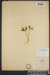 Polygala pauciflora image