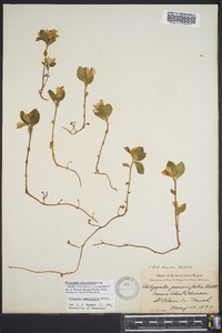 Polygala pauciflora image