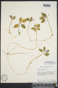 Polygala pauciflora image