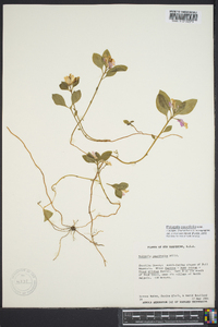 Polygala pauciflora image