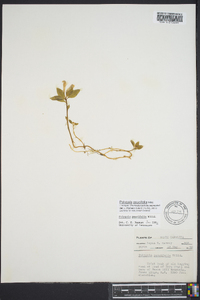 Polygala pauciflora image