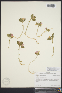 Polygala pauciflora image