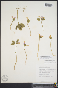 Polygala pauciflora image