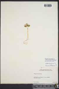 Polygala pauciflora image