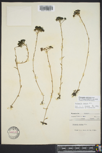 Polygala ramosa image