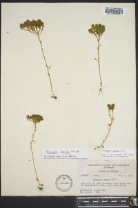 Polygala ramosa image