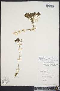 Polygala ramosa image