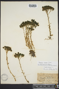 Polygala ramosa image