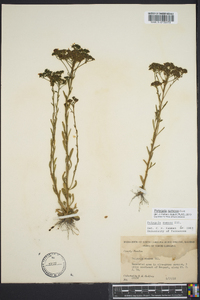 Polygala ramosa image