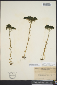 Polygala ramosa image