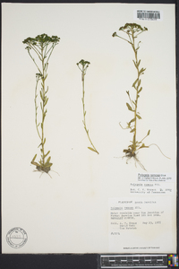 Polygala ramosa image